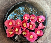 강진백련사동백축제 물위의 동백