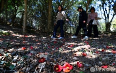 강진 백련사 동백숲