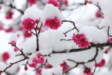 동해시의회 앞 눈 속에 피어난 설중매