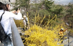 활짝 핀 개나리에 안긴 상춘객