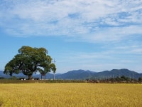 보은 왕버들, 산림청 올해의 나무 선정