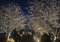 파주 운정호수공원에 벚꽃길 야간 경관조명 설치