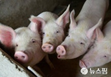 무안 돼지농장 3곳서 구제역 추가 발생…19곳으로 늘어