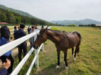 [르포] 공주 폐마목장서 돌아온 유니콘…백두대간 말 요양소 가보니