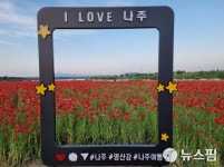 나주 영산강, 꽃양귀비 물결 속 5월 행사 풍성