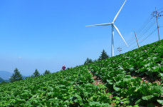 정선군, 준고랭지 여름배추 안정생산 체계 구축 시범사업 추진