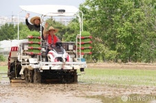모내기하는 김문수 국민의힘 대선 후보