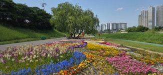 청주 무심천 꽃 향기 가득...흥덕·방서교 일대 꽃정원 만개