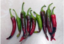 경북농업기술원, 극한 폭염·가뭄 대비 고추 토양 수분 관리 철저 당부