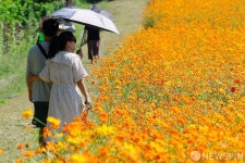 탑동시민농장에 만개한 황화코스모스