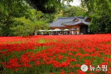 고창 선운산 꽃무릇 20일부터 절정…멜론 페스타·산사음악회 개최