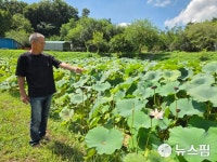 [녹색밥상] ② 미꾸라지와 연근이 만나다…저탄소 농법 실천하는 농가의 도전