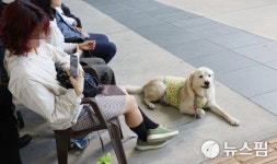 펫크닉 즐기다 잠든 댕댕이