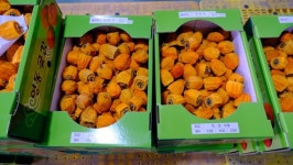 감고을 영동 명품 햇곶감 출하 본격 시작