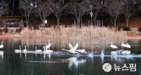 대한민국의 숨 울진 연호정...겨울 진객 고니 천국