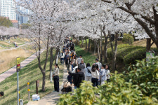 김해시, 제7회 율하벚꽃축제 성황…시민 참여·지역 경제 활성화