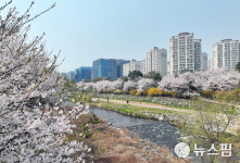 벚꽃 9경에서 봄 만끽하세요…성남지역 4월1~5일 벚꽃만개