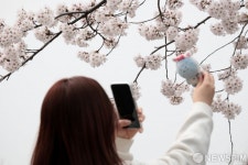 윤중로 벚꽃길, 봄 정취 가득