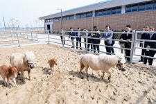 경기도, 화성시에 1만 8607㎡ 규모 말 복지 휴양목장 조성