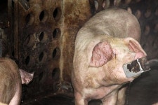 [포토]돼지도 덥다 더워