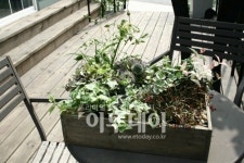 [홈&라이프] 발코니도 미니정원, 파릇파릇 봄을 심자