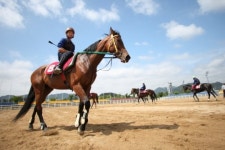 [경마]경주마, 조기교육 바람분다