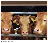 [안전한 식탁] 축사에서 도축까지 최고의 한우를 추구하는 ‘합천황토한우’