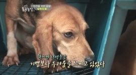 연간 150만마리…동물농장 실험동물 조명에 누리꾼 안타까워