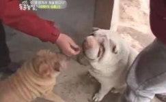 샤페이 동물농장 출연 동네 명물로 자리잡은 천둥이