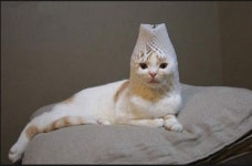 아낙수냐옹을 아시나요? 도도한 고양이 종결자 인증