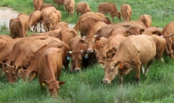 직장인 동물 비유 “당신은 소? 개? 사자?”