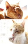 고양이 세수 실제 상황  얼굴에 침 범벅을?