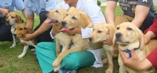 [포토]체세포 복제로 탄생한 특수목적견