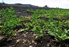 제주 최악의 가뭄…한라산 백록담 바싹 말라