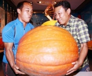 초대형 슈퍼호박, 재래호박 20배 넘어…무려 71.5kg