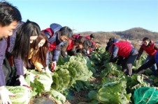 신세계 인천점, 배추농가 돕기 나서 3포기에 1600원