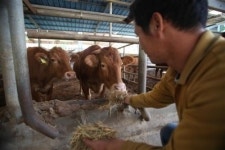 [강소농] 한우 농가의 희망이 되다 … 한우 번식능력 향상 기술