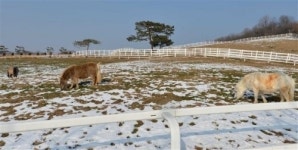 말의 해 맞은 원당종마목장… 99마리 말들 감기 걸릴라 애지중지