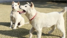 진돗개의 성격, 충성심 강하지만 도그쇼 출전은 못해...왜?