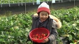 ‘슈퍼맨’ 하루, 딸기 수확 전 딸기에게 “따도 될까요?”... 예의 바른 인사