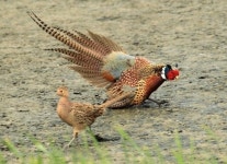 [포토] 장끼의 구애에도 도도한 까투리