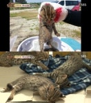 앙증맞은 새끼 삵, 다 자라면 고라니 잡아먹는 맹수!