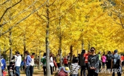 [포토]가을에 찾아오는 비밀의 숲 홍천 은행나무 숲