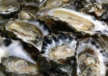 굴의 효능, 성적 에너지 극대화…카사노바는 하루 50개씩 먹어