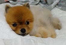 [러브 애니멀] 졸려서 눈 비비는 강아지...“곰돌이 푸보다 더 귀여워”