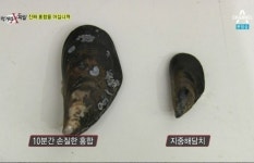 홍합의 효능보다 중요한 것은? 짬뽕에 든 홍합과 진주담치 구별법
