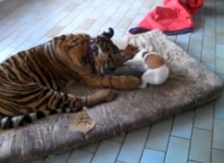 [러브애니멀] 범 무서운 줄 모르는 하룻 강아지 실제로 존재하네