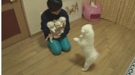 동물농장 4남매의 엄마가 된 비숑 프리제 모닝 현재 근황은?