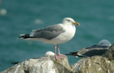 ‘동해→러시아’ 재갈매기 이동경로 밝혀져