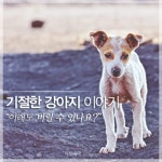 [카드뉴스 팡팡] 기절한 강아지 이야기 이래도 버릴 수 있어요?